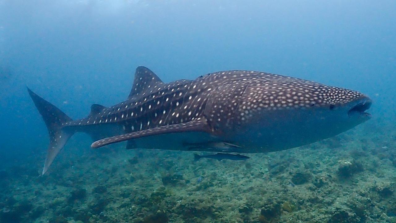 Boutique Beach All Inclusive Diving Hotel Dhigurah  Dış mekan fotoğraf