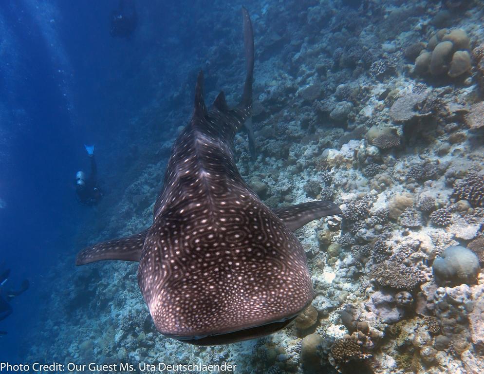 Boutique Beach All Inclusive Diving Hotel Dhigurah  Dış mekan fotoğraf