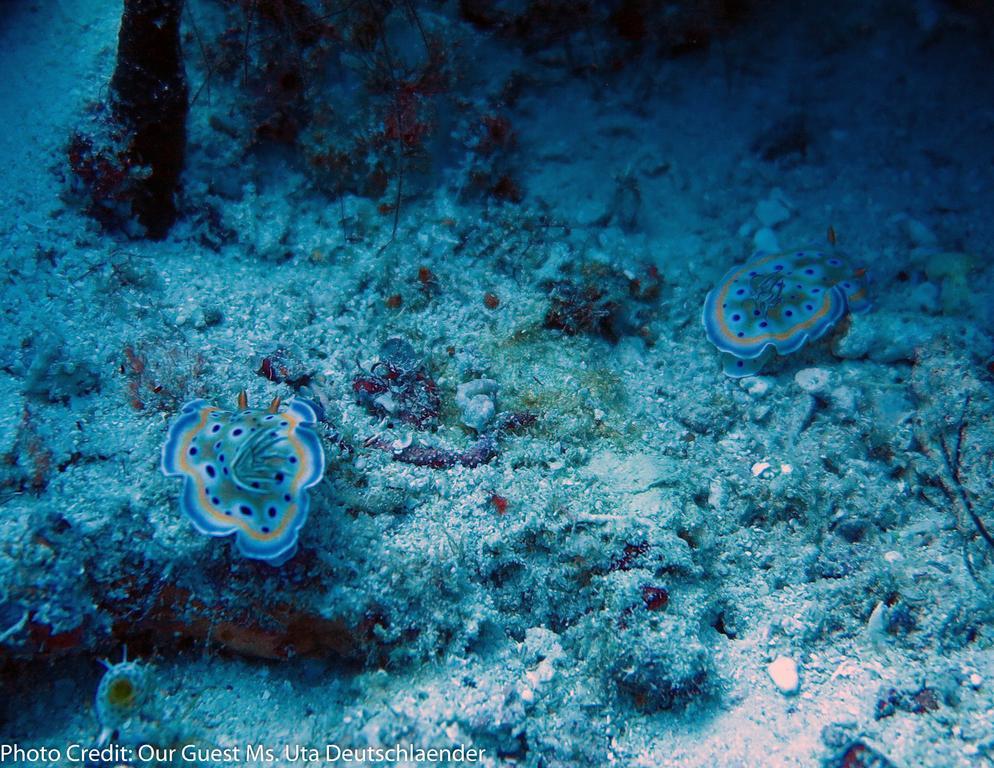 Boutique Beach All Inclusive Diving Hotel Dhigurah  Dış mekan fotoğraf