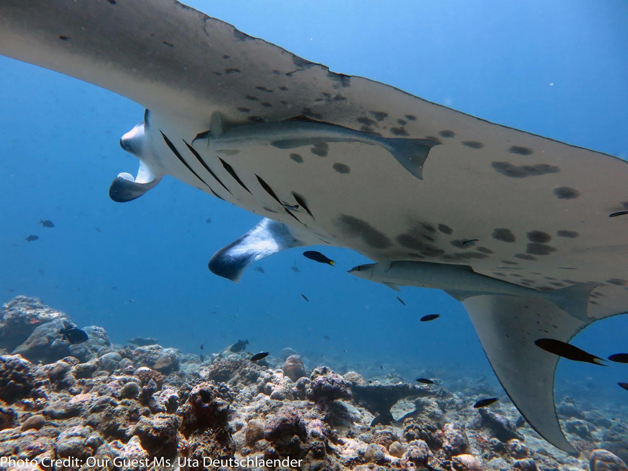 Boutique Beach All Inclusive Diving Hotel Dhigurah  Dış mekan fotoğraf