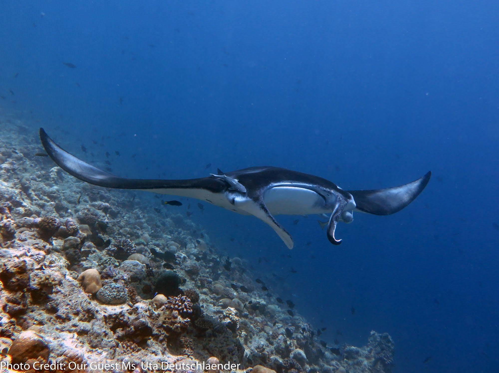 Boutique Beach All Inclusive Diving Hotel Dhigurah  Dış mekan fotoğraf