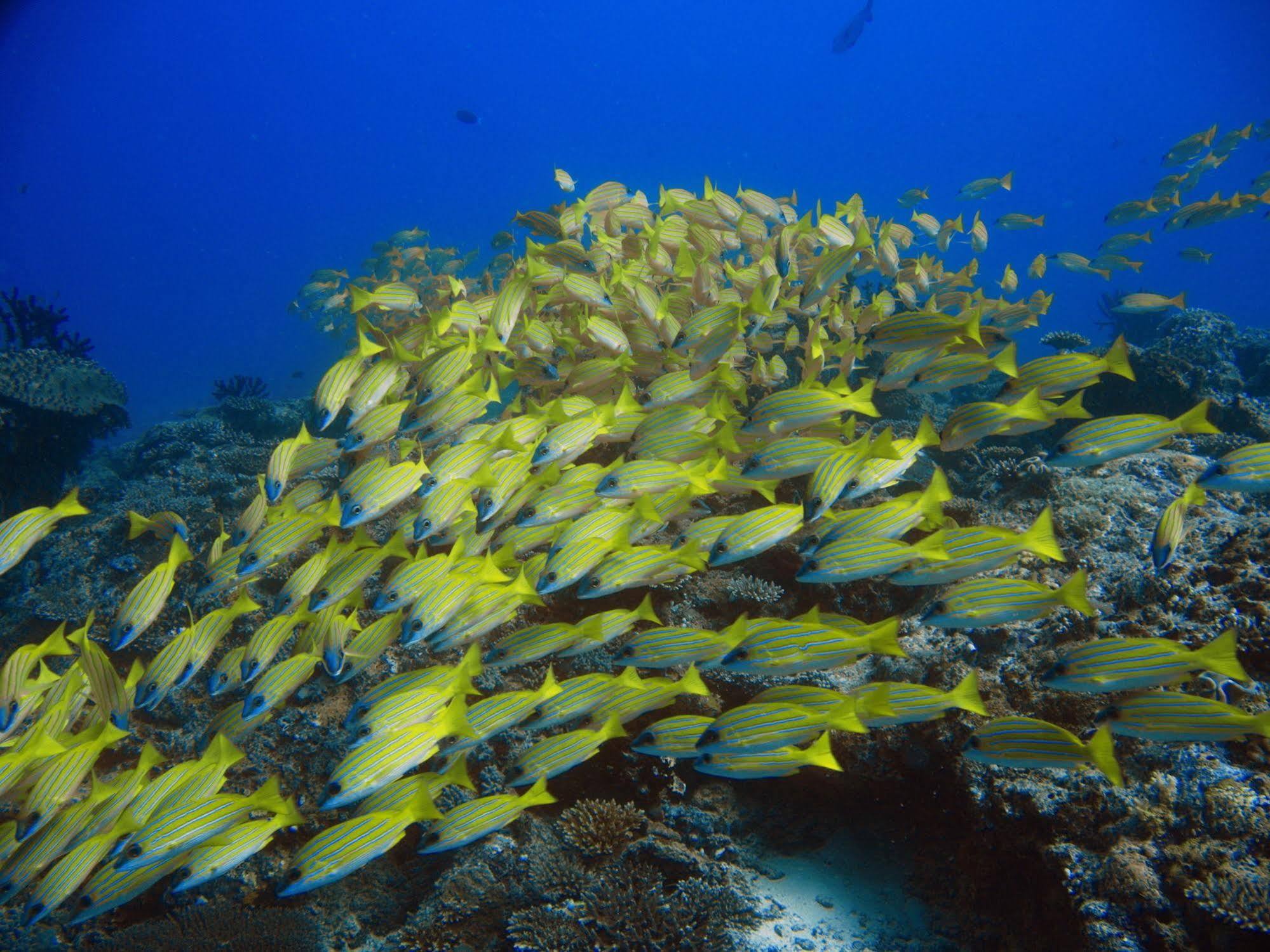 Boutique Beach All Inclusive Diving Hotel Dhigurah  Dış mekan fotoğraf