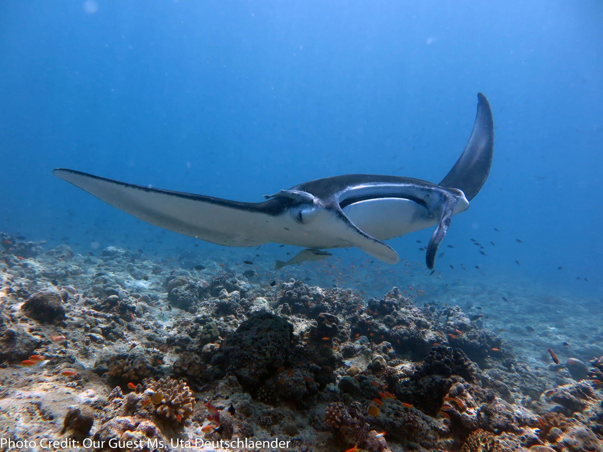 Boutique Beach All Inclusive Diving Hotel Dhigurah  Dış mekan fotoğraf