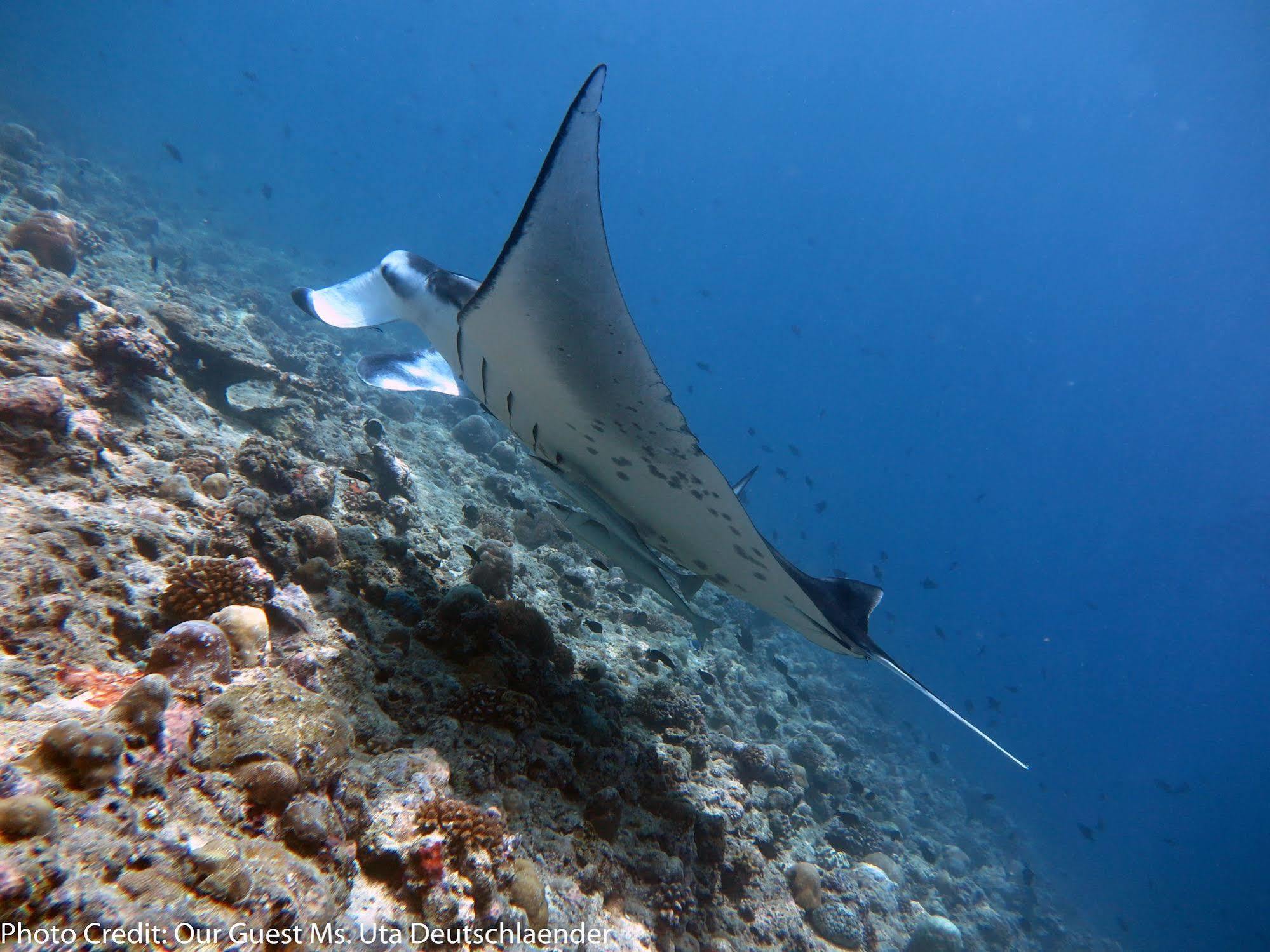 Boutique Beach All Inclusive Diving Hotel Dhigurah  Dış mekan fotoğraf