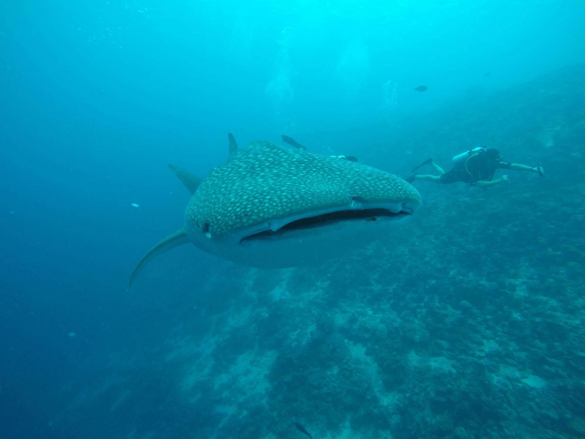 Boutique Beach All Inclusive Diving Hotel Dhigurah  Dış mekan fotoğraf