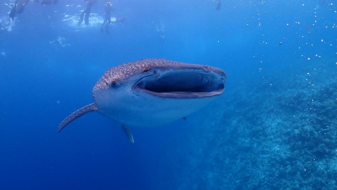 Boutique Beach All Inclusive Diving Hotel Dhigurah  Dış mekan fotoğraf